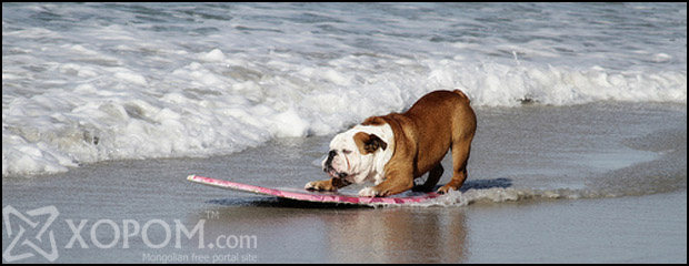 Бульдог нохой ус болон цасны хавтан, скейтээр гулгаж байна